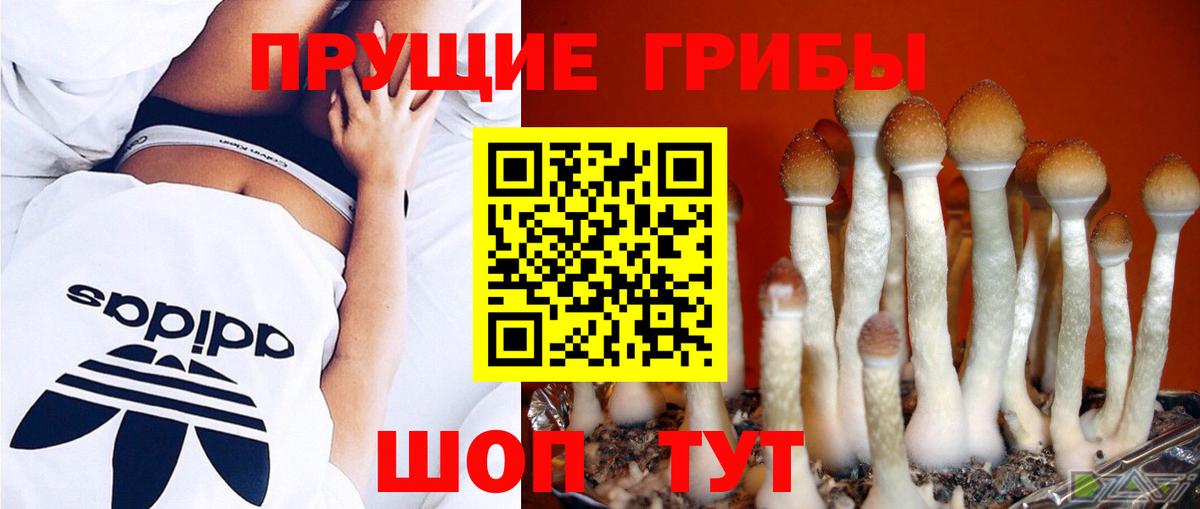 Галлюциногенные грибы мицелий  Псилоцибиновые грибы Psilocybe  Куйбышев  Вход с VPN 